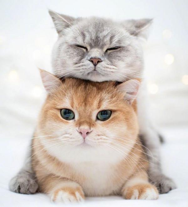 為什麼人們對貓容忍度很高,對狗卻異常嚴厲? 為什麼人們對貓容忍度很高,對狗卻異常嚴厲?