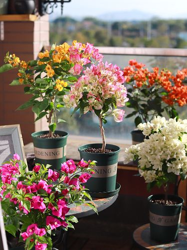 6種&OpenCurlyDoubleQuote;皮實花&rdquo;，管得越少越愛長，養成&OpenCurlyDoubleQuote;大花樹&rdquo;，高檔又貴氣