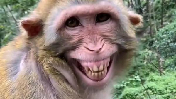 鑽在狼懷裡取暖的猴子