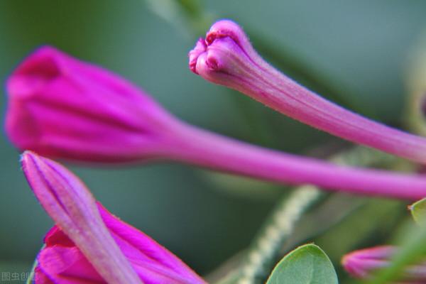 紫茉莉,夜來香,地雷花,說的都是它 紫茉莉,夜來香,地雷花,說的都是它