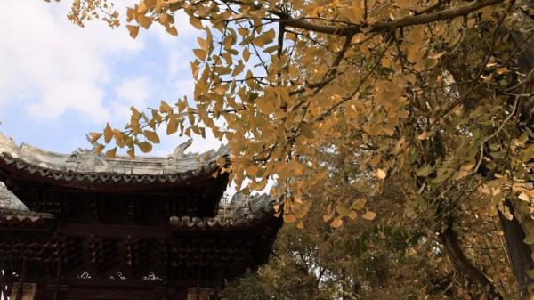 今天，邂逅一場浪漫的崇明“賞葉之旅”