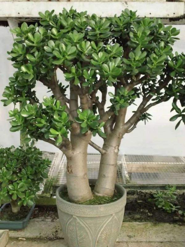 6種&OpenCurlyDoubleQuote;皮實花&rdquo;，管得越少越愛長，養成&OpenCurlyDoubleQuote;大花樹&rdquo;，高檔又貴氣
