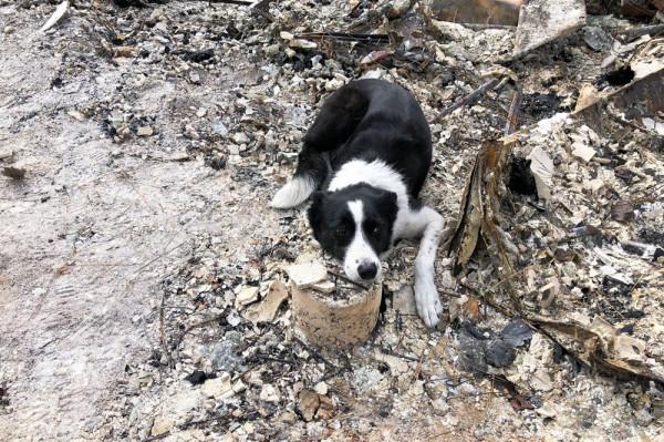 在各類救援場合下大放異彩的搜尋犬,憑的是哪項過人的本事? 在各類救援場合下大放異彩的搜尋犬,憑的是哪項過人的本事?