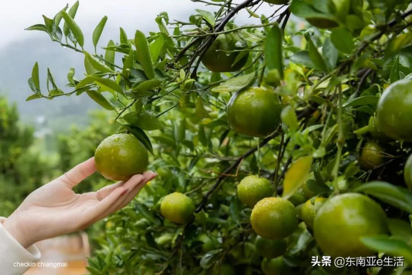 涼季來了！今年清邁有哪些唯美浪漫的花田？