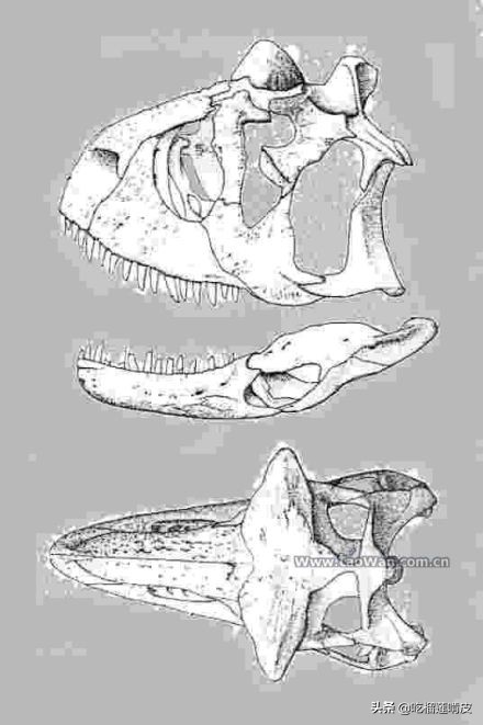 牛龍 （屬名：Carnotaurus）