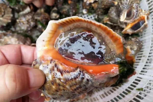 全民公敵！脈紅螺入侵黑海“氾濫成災”，急需中國吃貨幫忙