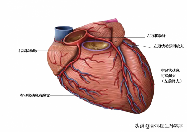 解剖圖譜｜堪稱經典的心臟解剖圖譜，力薦收藏