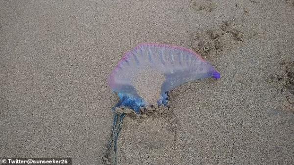 英國致命水母被衝上沙灘,如紫色大氣球,專家警告:遊客請避開 英國致命水母被衝上沙灘,如紫色大氣球,專家警告:遊客請避開