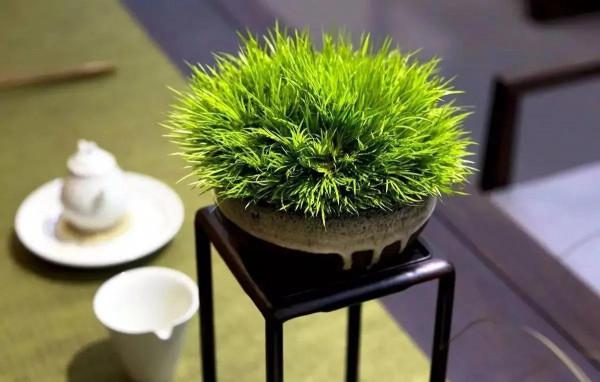 青青草一一感悟生活系列小詩