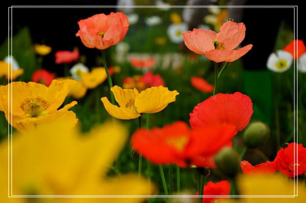 人生智慧:處世讓一步,便能以退為進;待人寬一分,就能自求多福 人生智慧:處世讓一步,便能以退為進;待人寬一分,就能自求多福