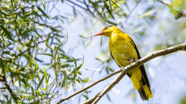 山西鳥類圖鑑|黑枕黃鸝 山西鳥類圖鑑|黑枕黃鸝