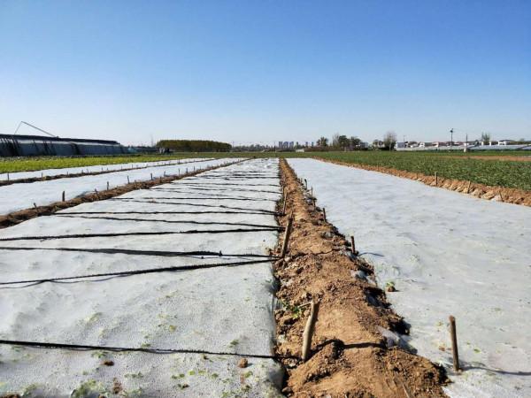 芹菜蹲苗後,澆水時能衝肥嗎?為了高產,農戶別做錯了 芹菜蹲苗後,澆水時能衝肥嗎?為了高產,農戶別做錯了