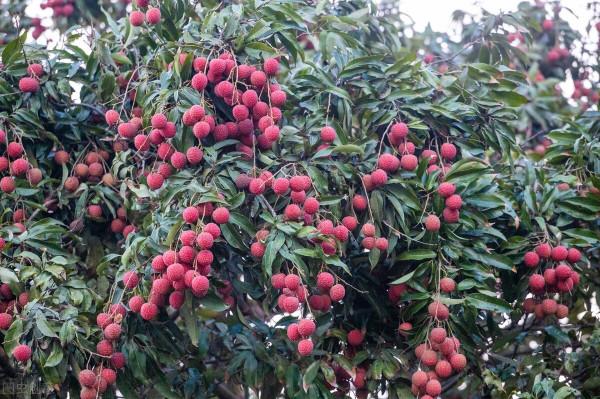 用20畝地種荔枝、黃皮，年入上百萬，來看一位老兵變老農的舍與得