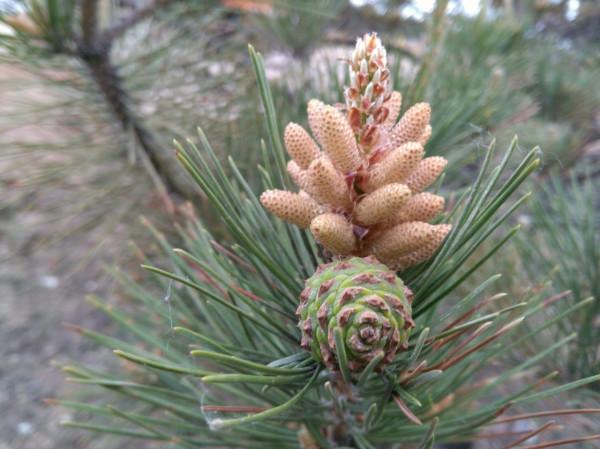 路上撿到“4顆”種子，扔進花盆，兩個月長成“小盆景”，很珍貴