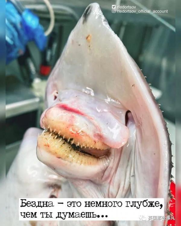 俄羅斯漁夫的深海怪魚又來了...這波依然是高能獵奇！突破天際