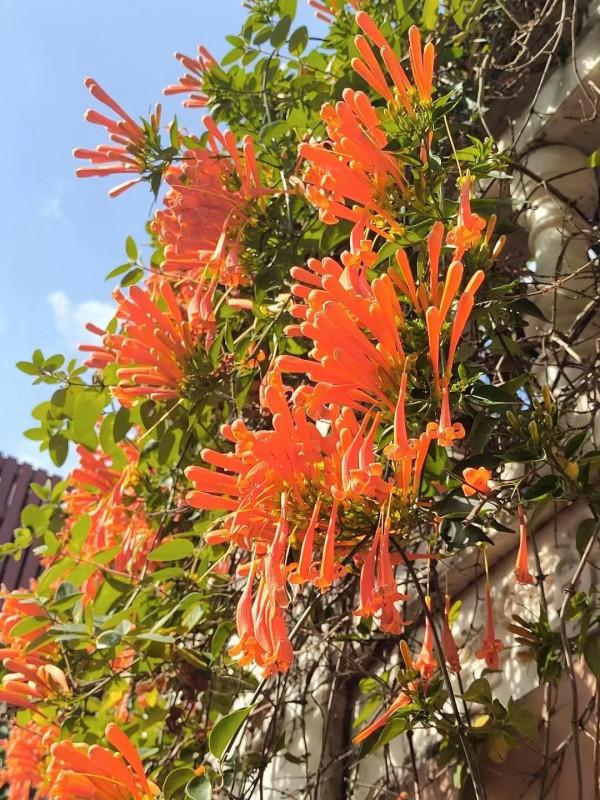 沒有冬天的地方