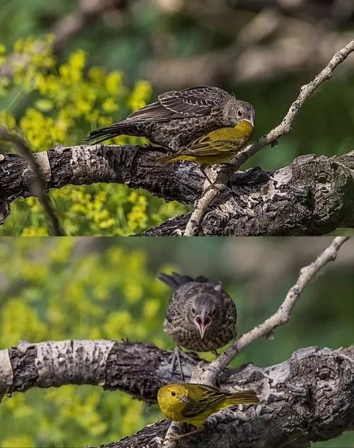 親生的比不上收養的？動物界的收養行為，其實跟“善良”搭不上邊