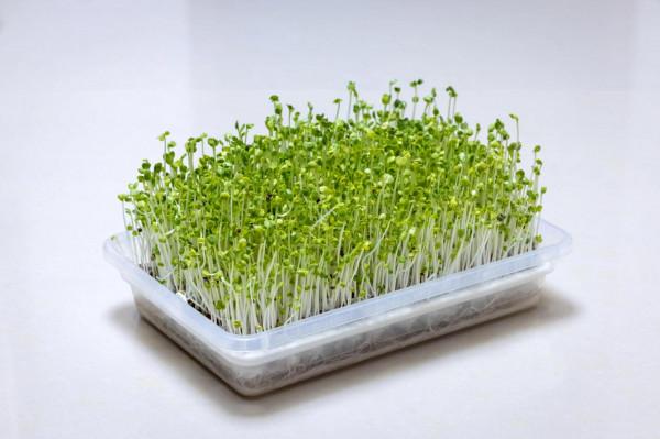 種在客廳的水培芽苗菜