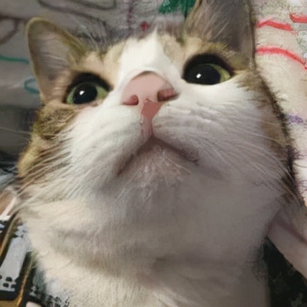 喵星人可愛表情包來了