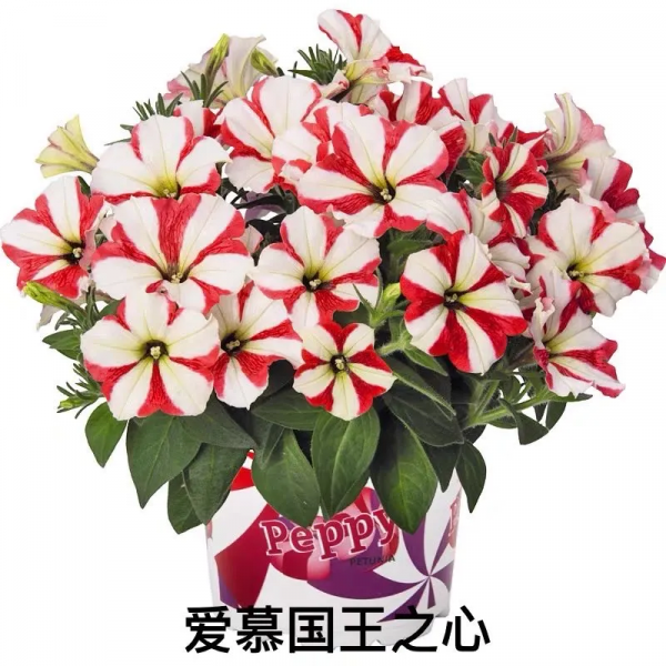 網紅矮牽牛品種介紹：愛慕系列、天空家族系列、花衣系列等