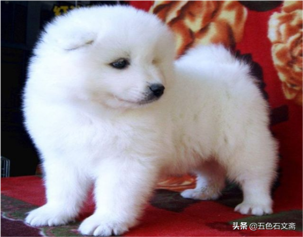 沒有哪一種動物一生像狗一樣譭譽參半，或者毀多譽少