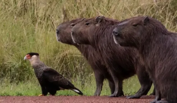 31張抓拍圖片，鳥兒邊飛邊排便，天鵝在海面表演衝浪