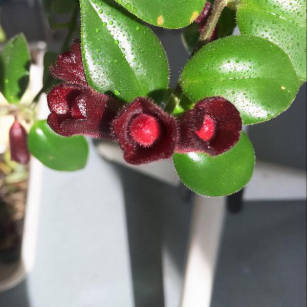 拈花惹草的日子真快樂 拈花惹草的日子真快樂