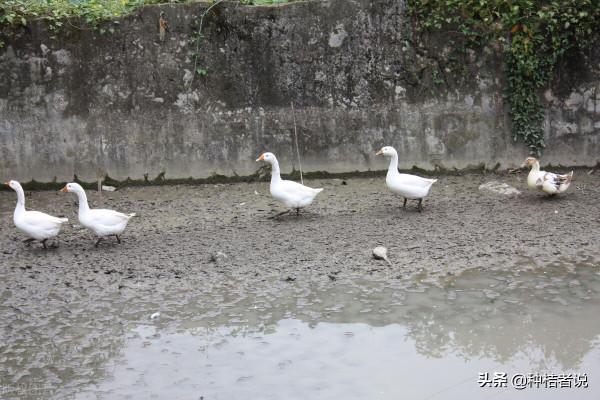 管理大果園8年，我踩過的5個大坑，每坑都裝著辛酸淚