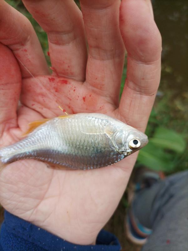 沒有大板鯽，結果被當做免費的供血泵
