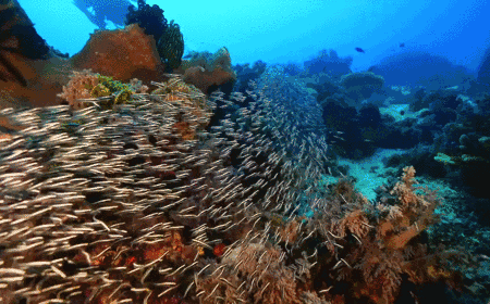 海蜘蛛用5億年親身證明一個道理：“只要足夠廢物，就沒天敵”