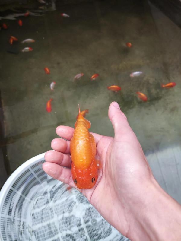 技巧 | 換水做好這四定,水清魚樂沒毛病 技巧 | 換水做好這四定,水清魚樂沒毛病