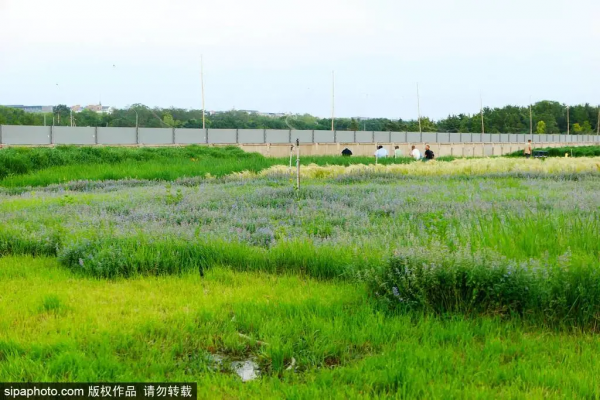 唯美浪漫!紫色馬鞭草盛放,北京這些人少景美的免費公園,你不一定都去過 唯美浪漫!紫色馬鞭草盛放,北京這些人少景美的免費公園,你不一定都去過