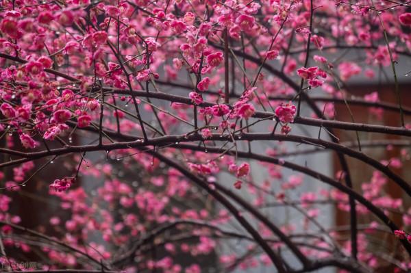 庭院無樹，無福無祿？有院子就種15種樹，隨便選一種，吉祥又好看