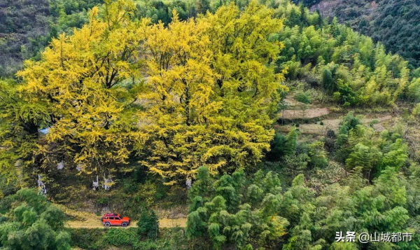 遍地灑金，初冬的銀杏，驚豔了時光