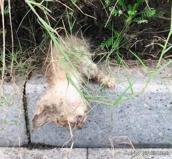 可憐小貓流浪街頭，路邊病倒無依無靠，女子第一次撿貓就成鏟屎官
