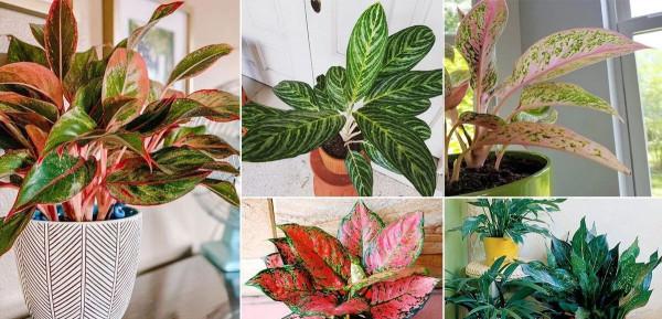 不能多曬的&OpenCurlyDoubleQuote;11種花&rdquo;，曬多了葉子就捲曲、發黃，越養越糟糕