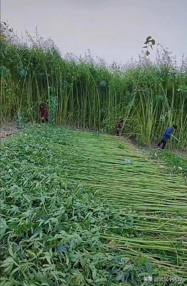 看看有多少人認識這種作物? 看看有多少人認識這種作物?