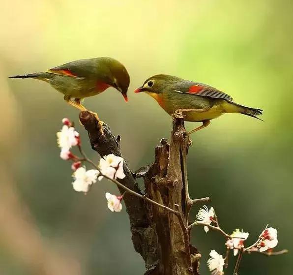 相思鳥一一愛情的象徵