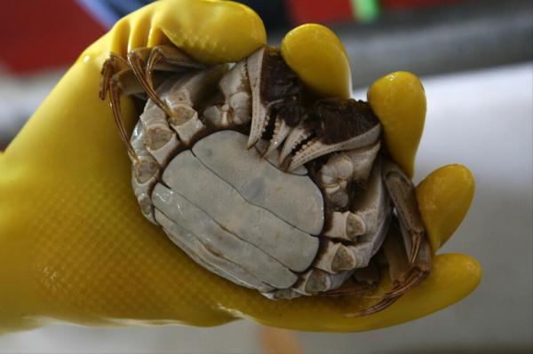 蒸螃蟹牢記3竅門,上鍋蒸都不用綁繩,不掉腿不流黃,鮮嫩又肥美 蒸螃蟹牢記3竅門,上鍋蒸都不用綁繩,不掉腿不流黃,鮮嫩又肥美