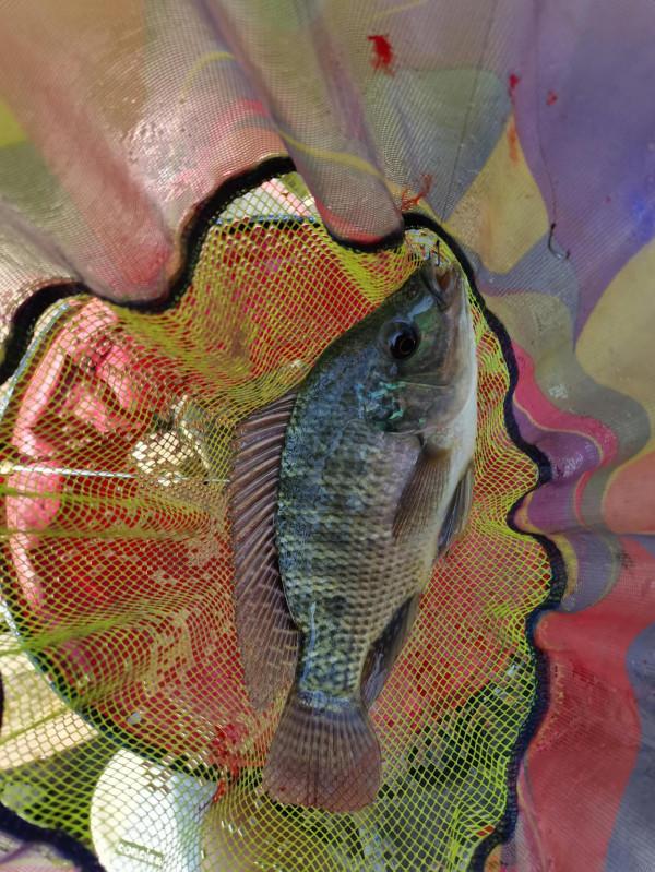 小小鯽魚竿竟能抗住2斤多泰鯪的強力衝擊