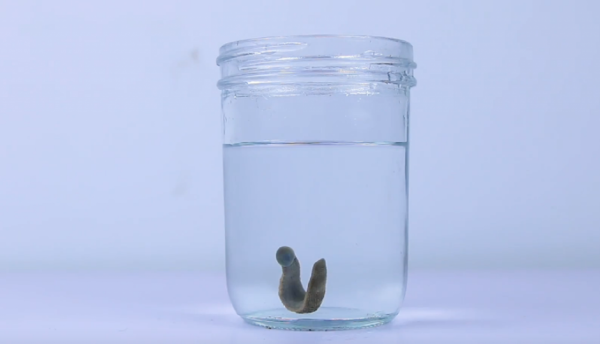 水蛭在澳洲氾濫成災!為何我國稱它為“軟黃金”,價格居高不下? 水蛭在澳洲氾濫成災!為何我國稱它為“軟黃金”,價格居高不下?