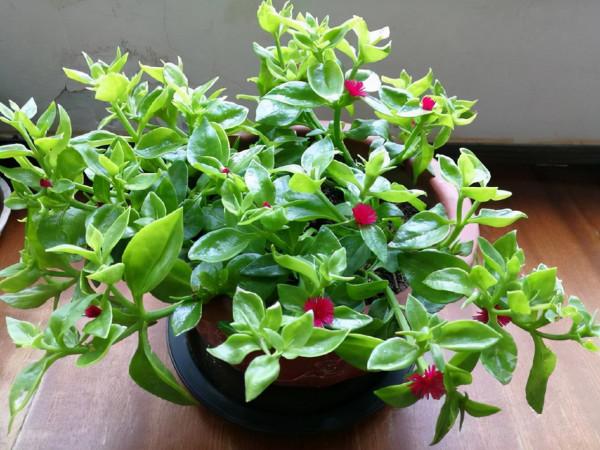 3種花能“養人”!能“吃”還能觀賞!可涼拌可泡茶,你家有沒有 3種花能“養人”!能“吃”還能觀賞!可涼拌可泡茶,你家有沒有