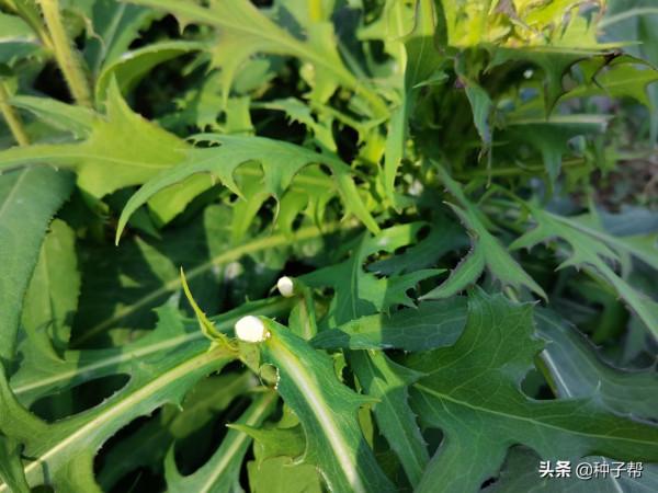 養鵝如何提高效益？這個菜鵝愛吃，柔嫩多汁，畝產6~8噸，效益好