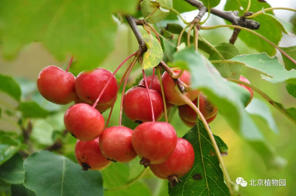 春華秋實,賞海棠紅果正當時~ 春華秋實,賞海棠紅果正當時~