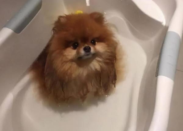 博美犬多久洗一次澡？原來這麼多年都錯了