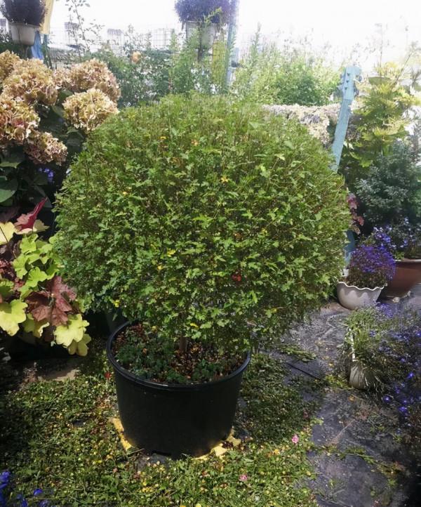 可養成“棒棒糖”的三種花，花期長花朵多造型美，養眼大氣不平庸