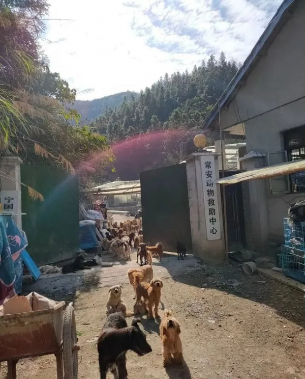 從曾經的追風少年，到如今衣衫襤褸的老漢，他的青春全為了狗