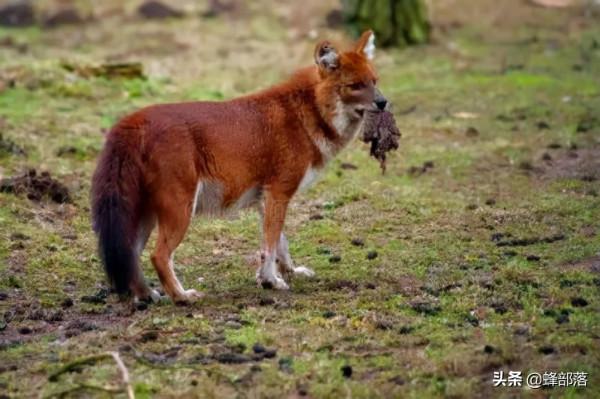 四大猛獸之首“豺”現身雲南，如果對野豬下手，能保全農作物嗎？