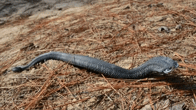 豬鼻蛇：毒蛇中的小可愛，白長了兩顆毒牙，遇到危險殺手鐧是裝死