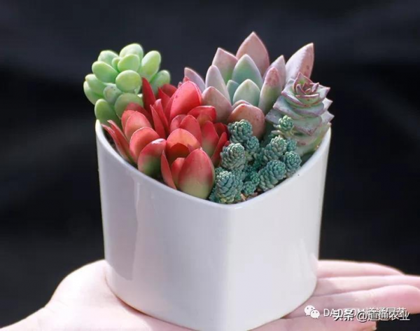 冬天給多肉怎麼養護,讓它美麗又動人!做好這幾點就夠了 冬天給多肉怎麼養護,讓它美麗又動人!做好這幾點就夠了